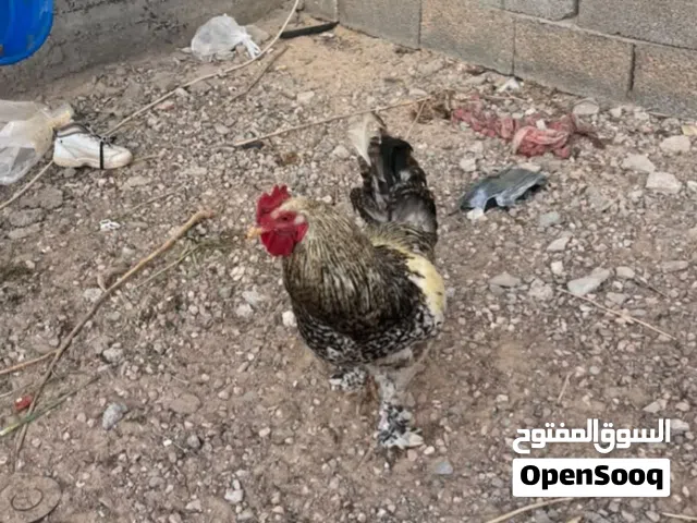 ديك براهما بسم الله ما شاء الله