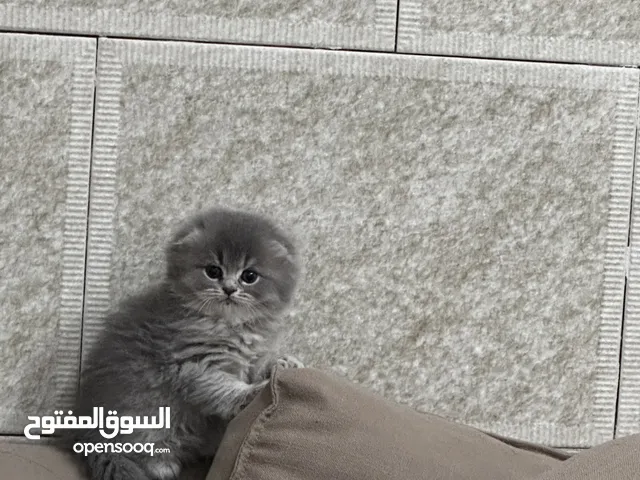 قطة صغيرة للبيع – سكوتش فولد × بريتش