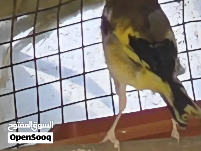 ذكر قرديل طفره صفرا