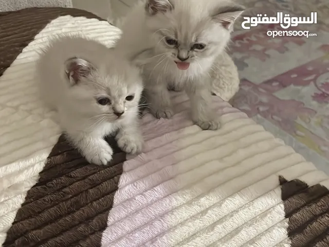 قطط سيامي