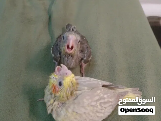افراخ كوكتيل عدد 2 و3 طيور حب مع الاقفاص