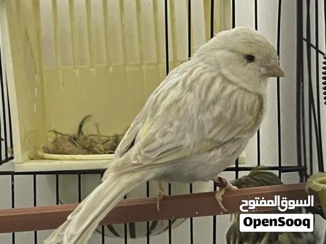 كوبيا كناري