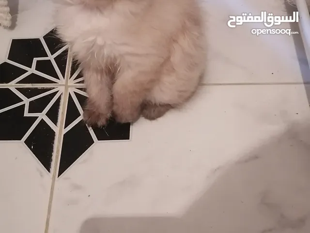 سيامي شيرازي