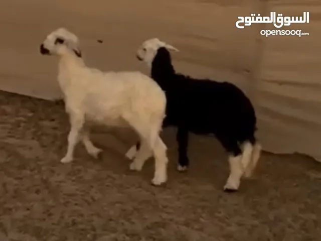 ذبايح نجد ايناث
