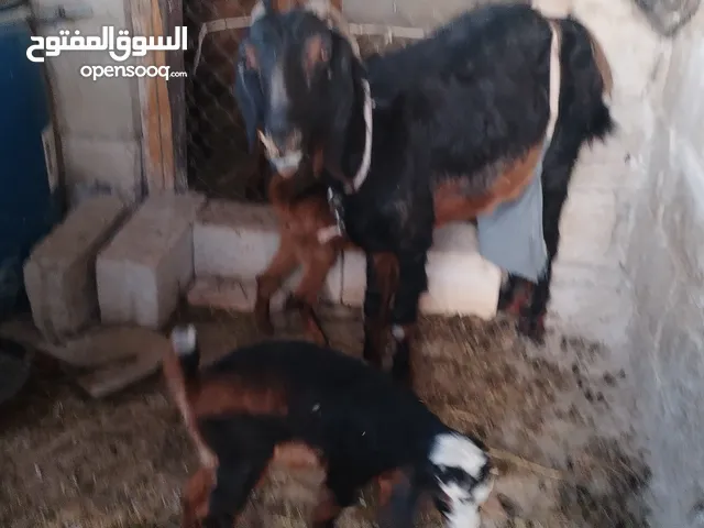 ماعز الموقع سموع