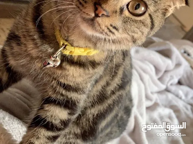 سكوتش فولد وقطط شانشيلا