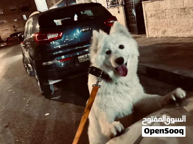 سامويد سبع اشعر