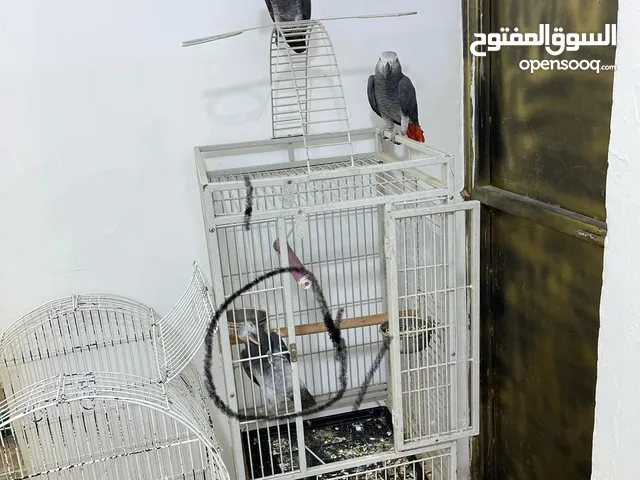 ببغاء تمنة متكلم