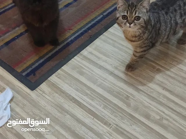 للتبني قطط إناث من أب سكوتش و أم هملايا