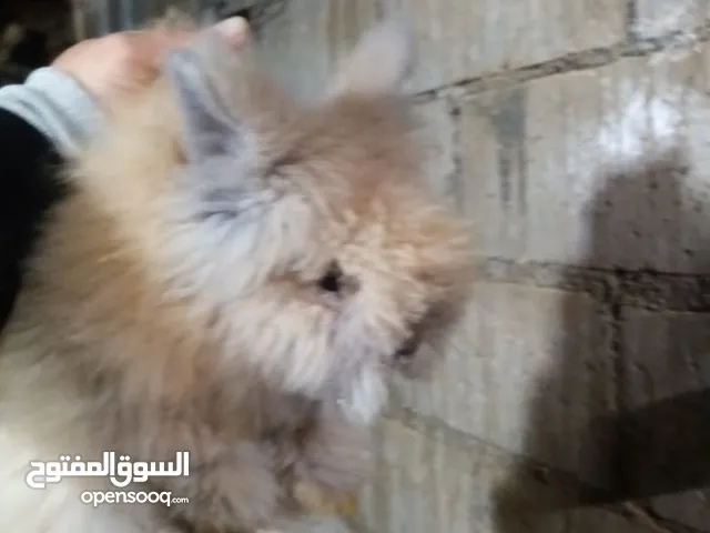 ارانب أنجورا ذكور للبدل على جاج