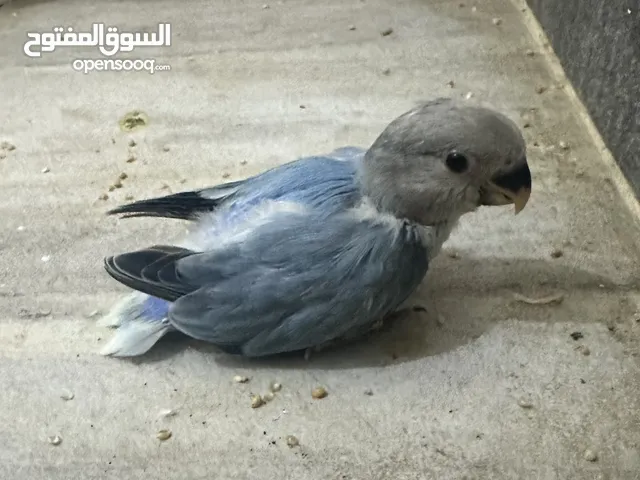 عصفور روز الله يبارك