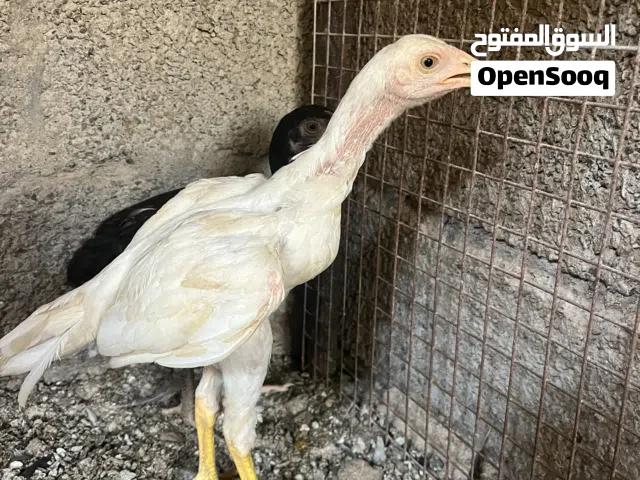 دجاج باكستاني للبيع الحبه 6