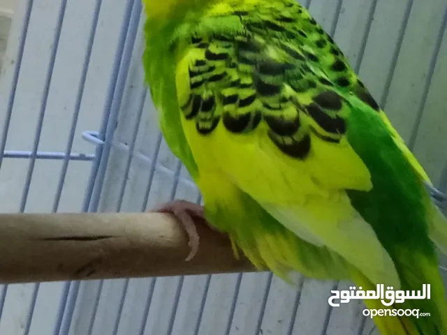 بغبغاء بادجي للبيع