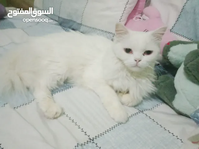 قطة شيرازي للتبني