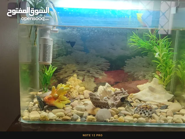 السلام عليكم ورحمه الله وبركاته متوفر حوض متوسط بي الفلتر و ضوء كامل