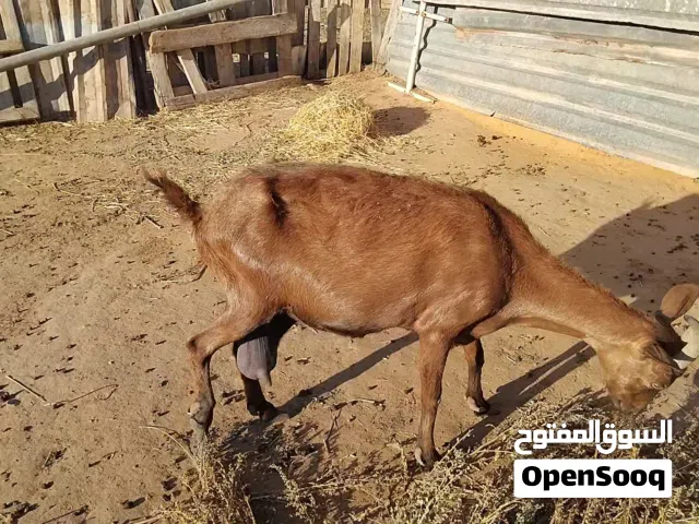 عنز فرنسية الالبين