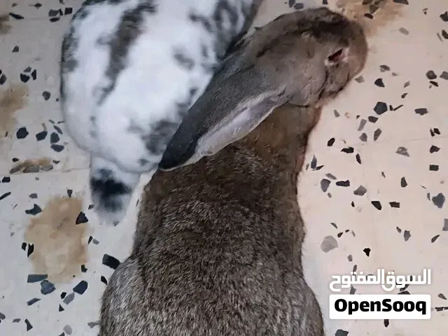 موجود كوبية ربي يبارك   انتاية عشرة تجري يوم 1\1 وبالكشف والضمان   دكر سخون سخون ربي يبارك   هادا رق