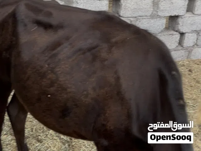 عجلة عيدية بنت 3 سنوات  ما والدة من قبل