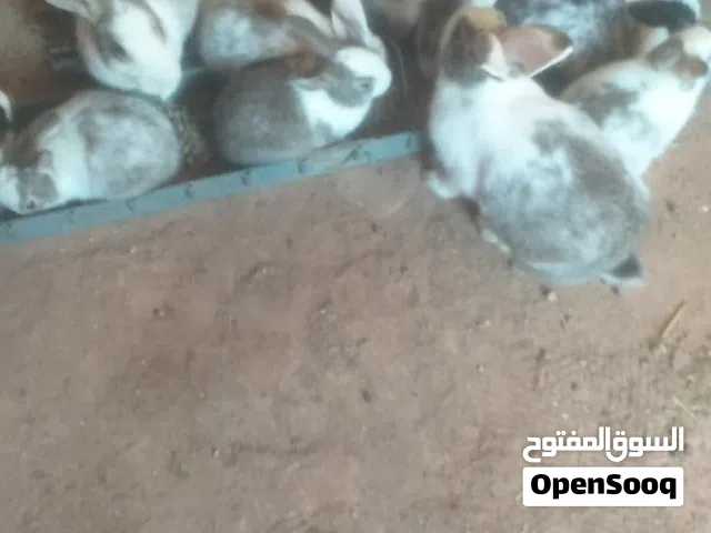 أرانب للبيع