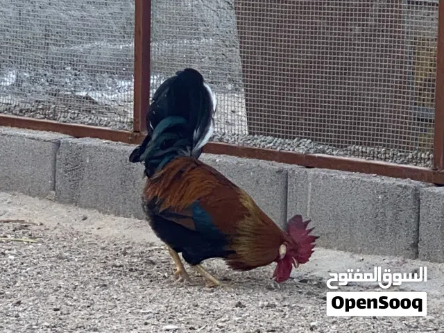 ديج كويتي للبيع