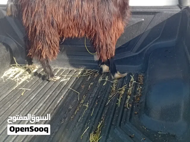 تيس مخصاي فول سمنه
