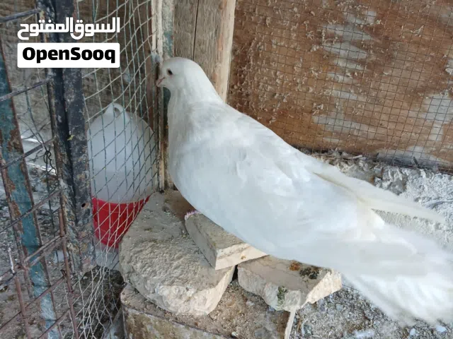 جوز حمام مالطي جامبو أبيض صافي مع جوز فراخ + تحتها بيض