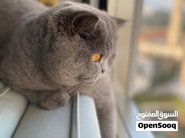 قط ذكر برتش شور هير قط المشاهير (معقم) لا يتزاوج وماخد جميع المطاعيم مع اغراضه