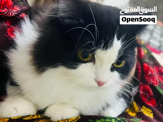 قط  باندا انثى للبيع