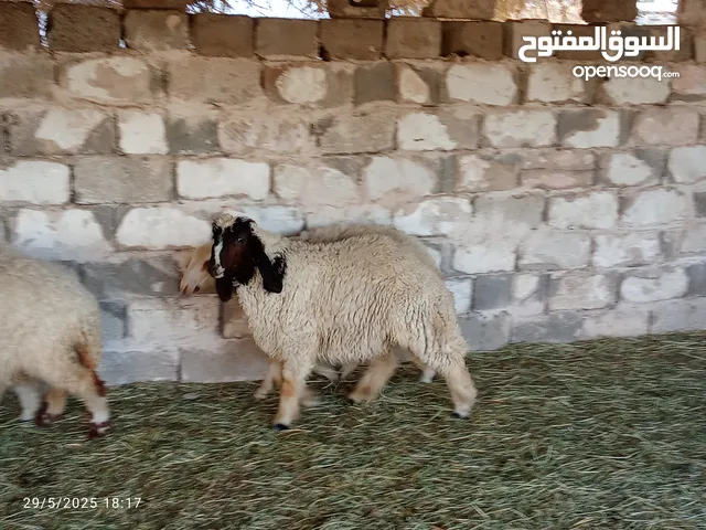 طليان للبيع فحوله 2 و نثايه 2 العمر 6اشهر