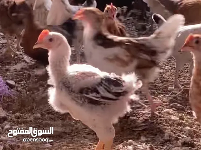 دجاج بسعر خيالي