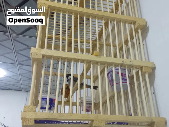 بلبل بصراوي مشجر