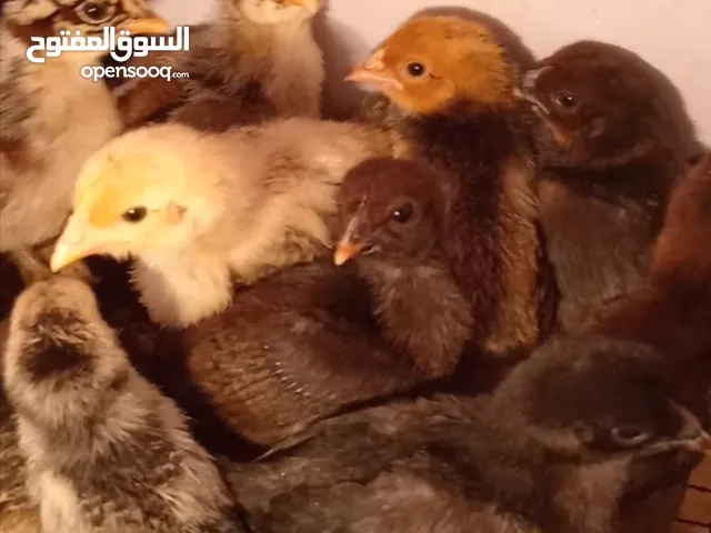 صوص بلدي نخب