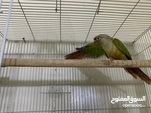 زوج كنيور وزوج كًوكتيل مراوس زوج دره