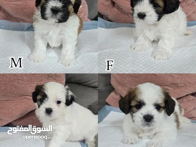 جراوه شيتزو للبيع / Shih Tzu Puppies for Sale