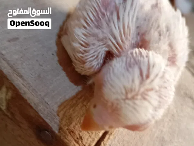 موتاح بفضل الله زوز فروخ روز