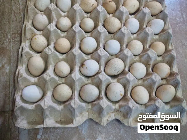 بيض حجل مخصب