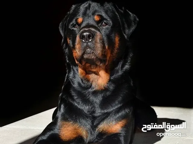 روت ويلير للبيع