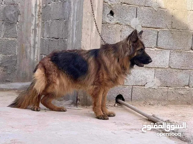 كلاب البيع في ليبيا