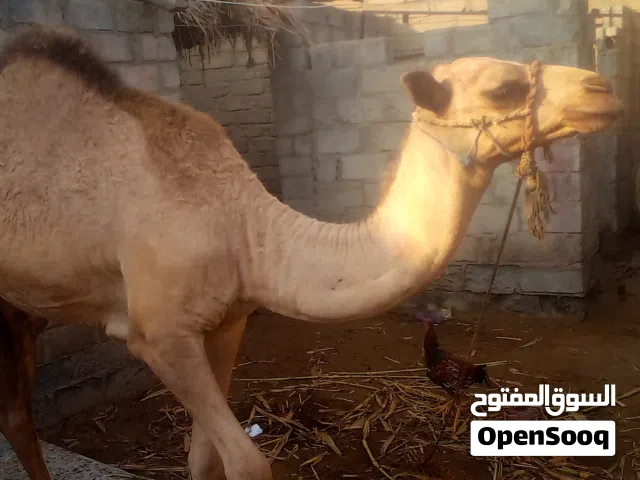 جمل عمره 9 اشهر