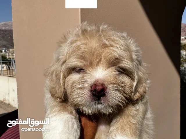 جراء فرينش تيرير للبيع