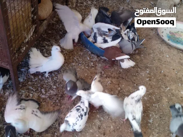 15جوز حمام للبيع شغال كوم على 2