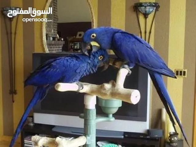 HYACINTH PARROTS FOR ADOPTION
