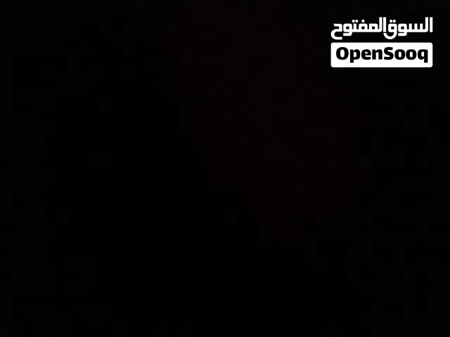 مطلوب كلاب بيتبول نتيا باعمر سنة