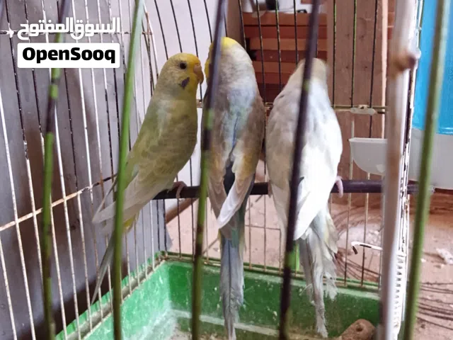انتااج رينبو تبارك الله