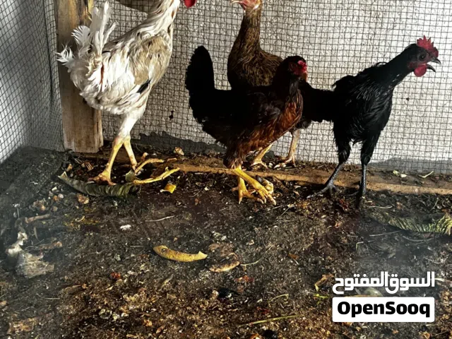ثلاث دجاجات عرب و ديك