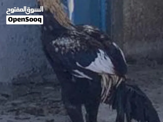 ذكر باكستاني اصلي