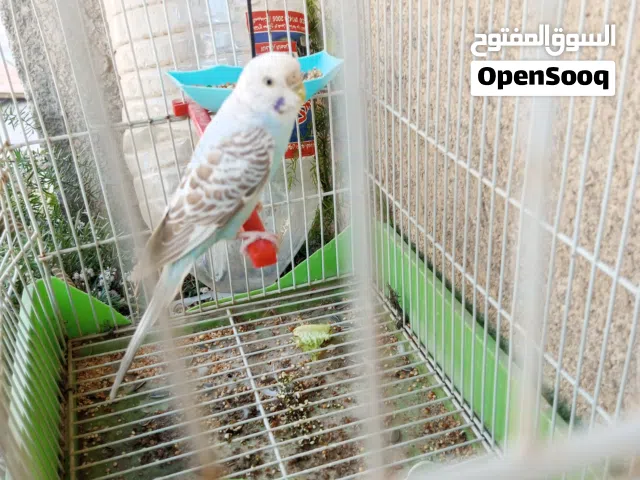 بقلينو بدون قفص