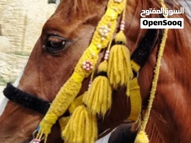 مطلوب مهر بين 100و150