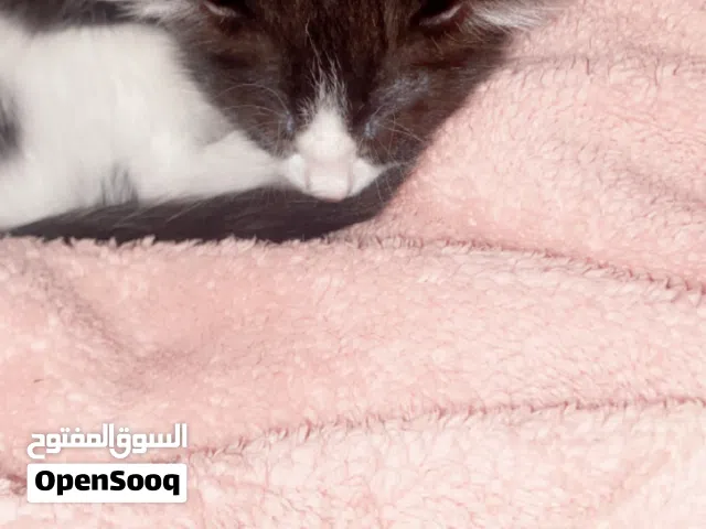 قطه صغيره من ام شيرازيه