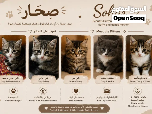 Beautiful Kittens – Sohar for  صغار قطط منزلية جميلة